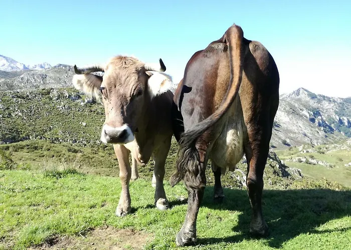 El Balcón Del Sella Apartamento *